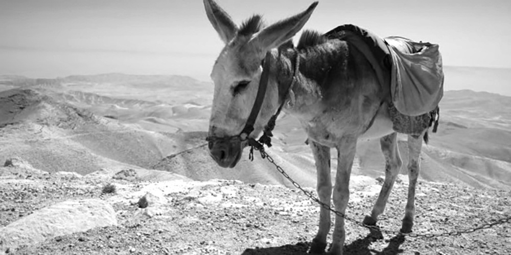 De ezel van Bileam